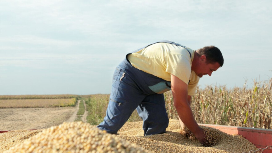Soja od lani poskupjela 22%, kukuruz u padu
