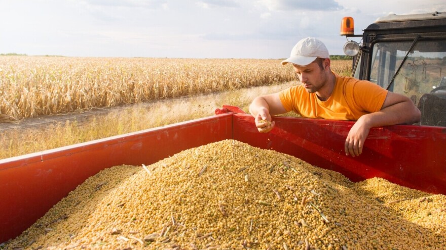 Eko soja uspijeva u područjima dobrim za uzgoj kukuruza