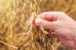 Uzročnik truleži sjemena soje - do vidljivih simptoma tek pred kraj vegetacije