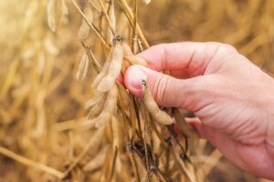 Uzročnik truleži sjemena soje - do vidljivih simptoma tek pred kraj vegetacije