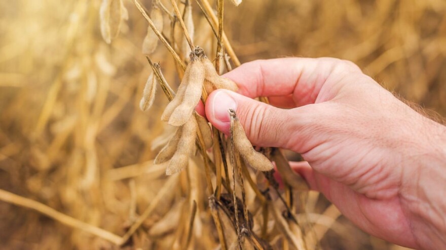 Uzročnik truleži sjemena soje - do vidljivih simptoma tek pred kraj vegetacije