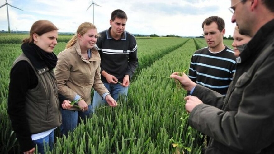 Mahunarke mogu zamijeniti GMO soju?