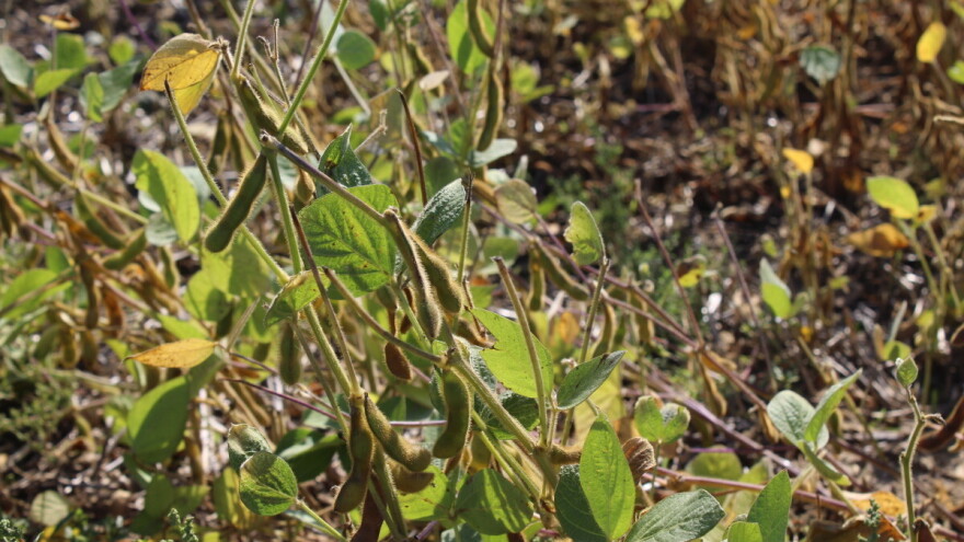 Kakve prinose i kvalitet nagovještava trenutno stanje soje?