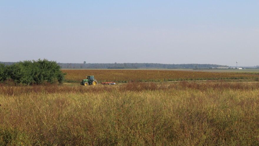 Ova nedelja sunčana i topla: Uočeno prisustvo buvača, lisnih vaši, ali i glodara