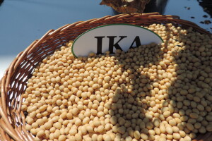 Ika nosi 25% sjemenskih usjeva soje u RH, ne zaostaju ni Tena i Lucija