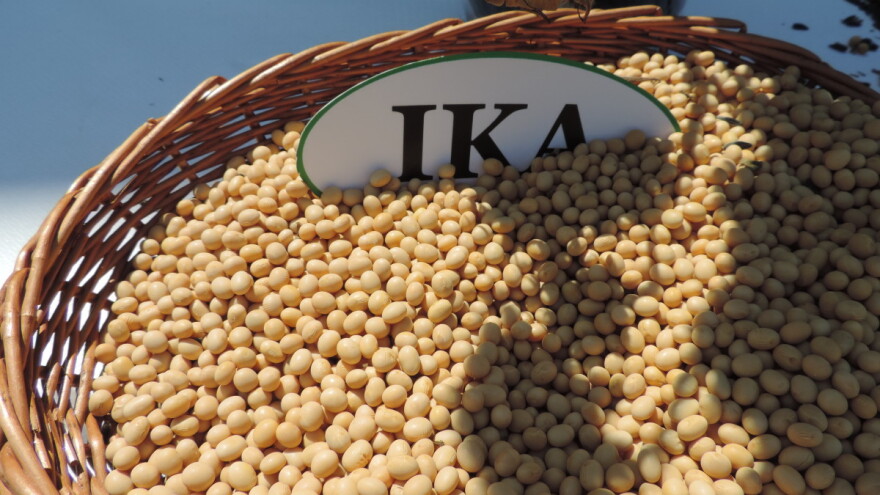 Ika nosi 25% sjemenskih usjeva soje u RH, ne zaostaju ni Tena i Lucija