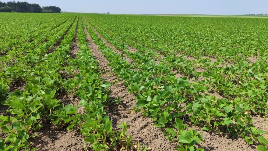 Prognozira se porast površina pod sojom. Koji su razlozi za to?