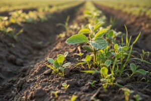 Soja kao ekološki značajna površina