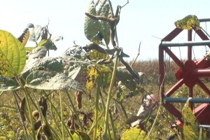 Cijena soje mogla bi biti oko tri kune za kilogram?