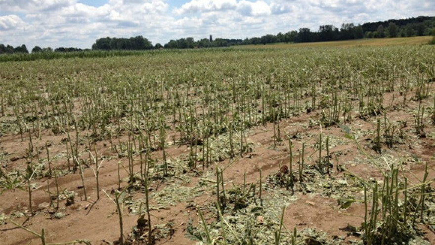 Velike štete od leda u okolici Gunje