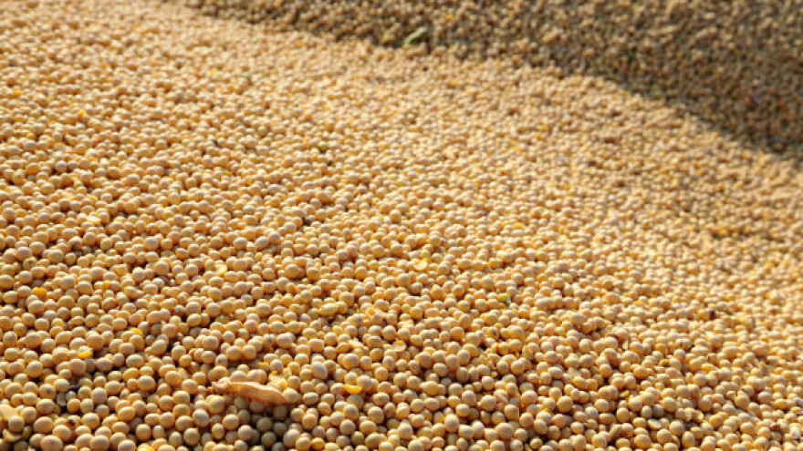 Berzanskim trgovanjem dominirala soja