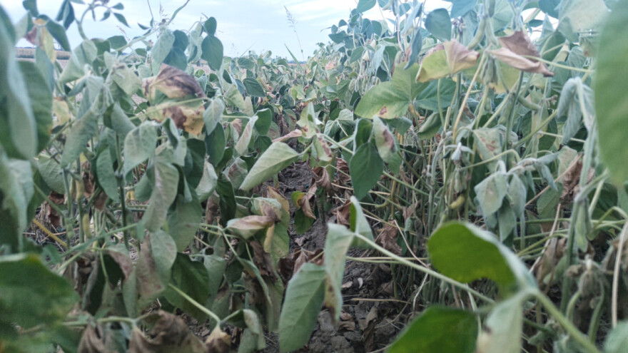 Ovogodišnji prinos soje do 1,5 tone po hektaru?