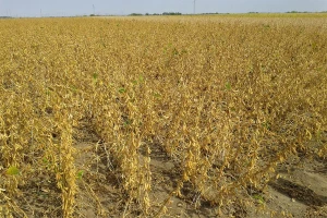 Cena soje govori o tome kolika je suša
