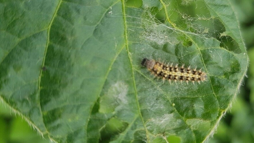 Na soji pronađen stričkov šarenjak koji pravi velike štete na usjevima!