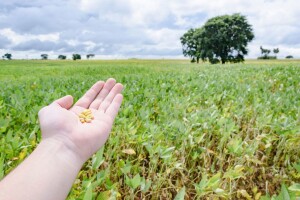 Potpora za proteinske usjeve i proizvodnju proteina visoke kvalitete bez GMO-a?