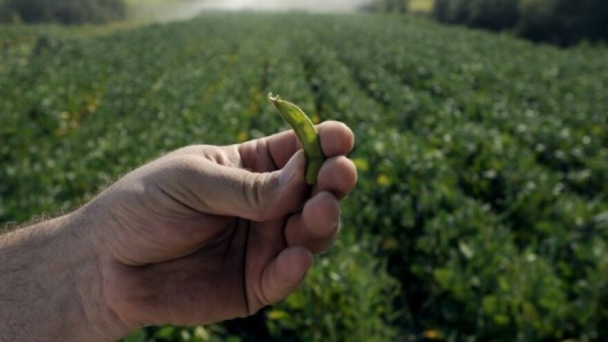 Soja sustiže pšenicu - cilja se na potpore!