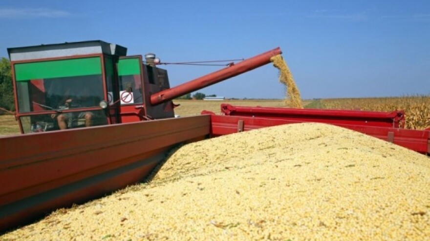 Uljarice na udaru vremenskih neprilika!