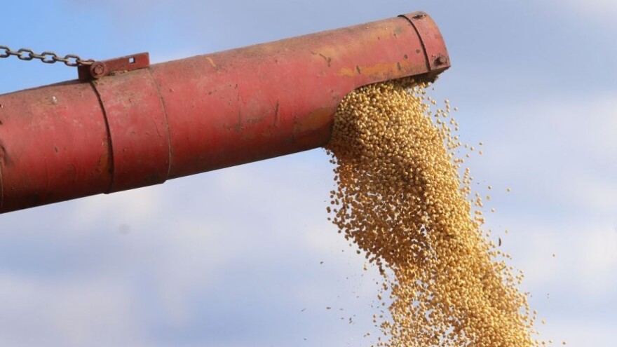 Soja skupocjena, a suncokret rekorder?