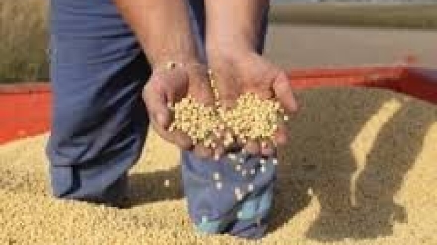 Usjevi soje napadnuti korovima