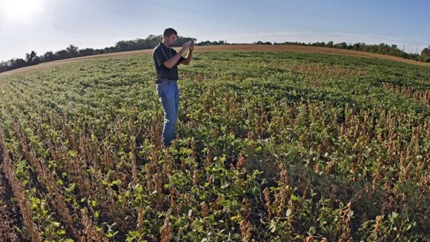 Tlo je sve žednije - soja sve skuplja!