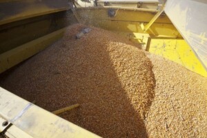 El Nino - kiša i profit za brazilske usjeve?