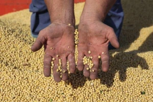 Ili jeftinija stočna hrana ili uvoz GMO sačme