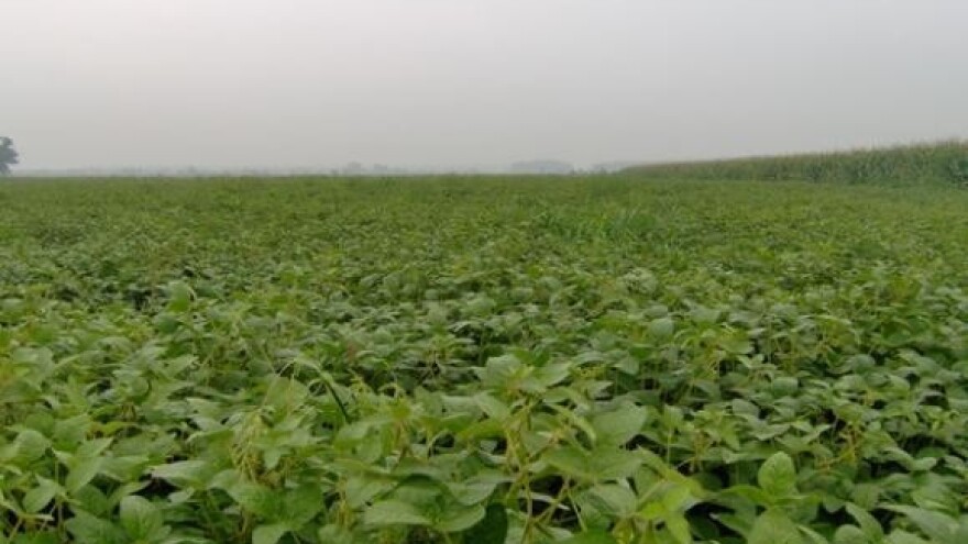 Soja kao ekološki značajna površina