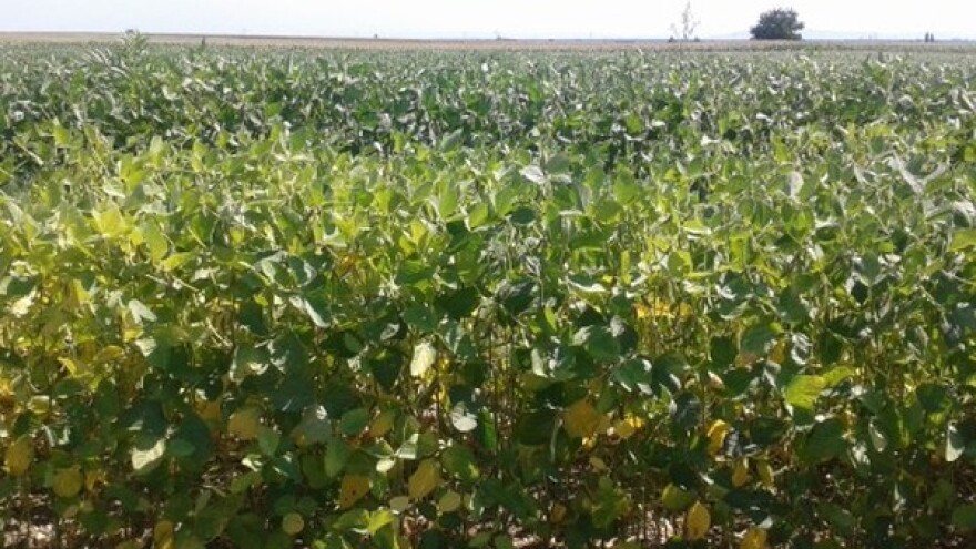 Najugroženije mahunarke, soja, pasulj i krmne biljke