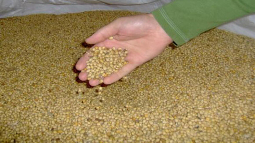 Soja i stočni grašak u ishrani stoke