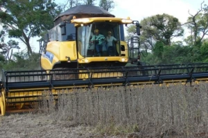 Najmanje površine pod uljanom repicom još od 2011.