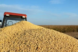 Odobrena GMO soja - pobjeda velikih kompanija?