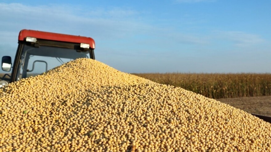 Odobrena GMO soja - pobjeda velikih kompanija?