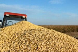 Odobrena GMO soja - pobjeda velikih kompanija?