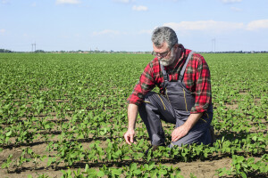 BiH farmeri zaradili skoro 3 miliona KM od genetski nemodificirane soje