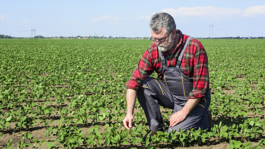 BiH farmeri zaradili skoro 3 miliona KM od genetski nemodificirane soje