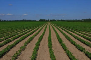 Površine pod GMO veće za 3%