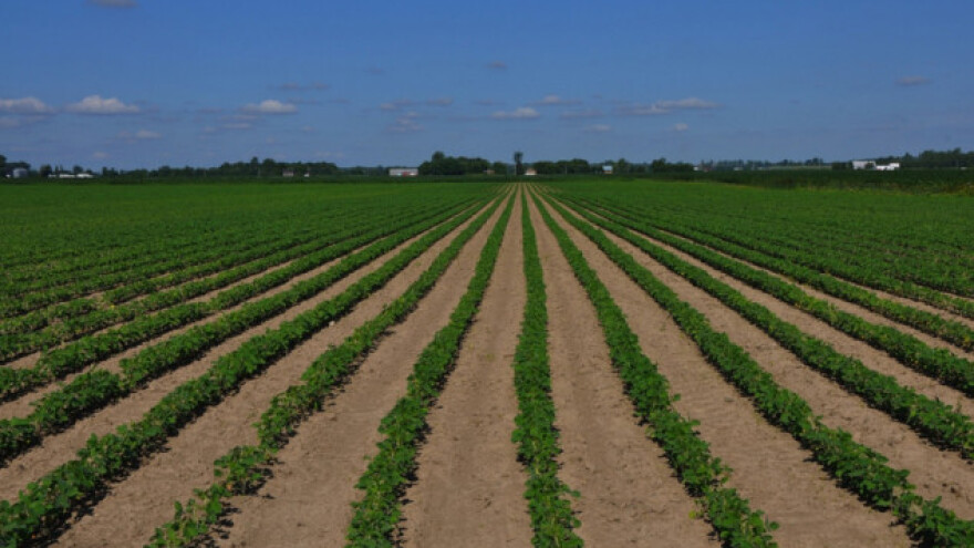 Površine pod GMO veće za 3%