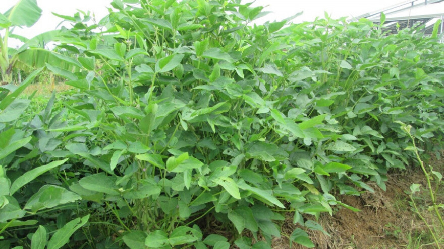 Prvi ugovor &quot;na zeleno&quot; za soju