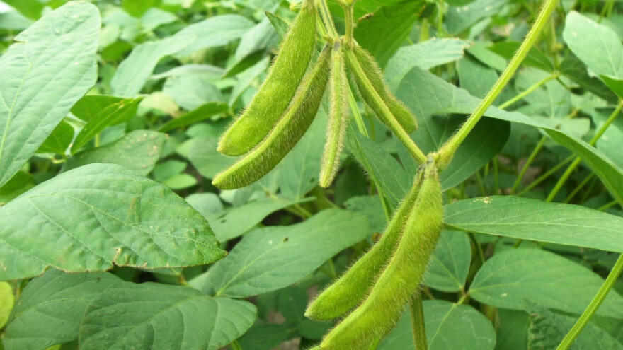 Trening za proizvođače soje