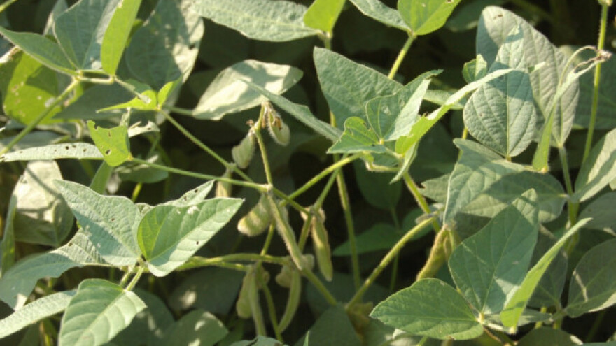 Zaštita soje od grinja