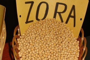 Soja - izazov za poljoprivredu i prehrambenu proizvodnju