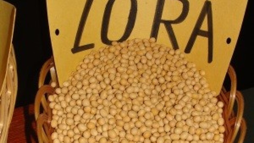 Soja - izazov za poljoprivredu i prehrambenu proizvodnju