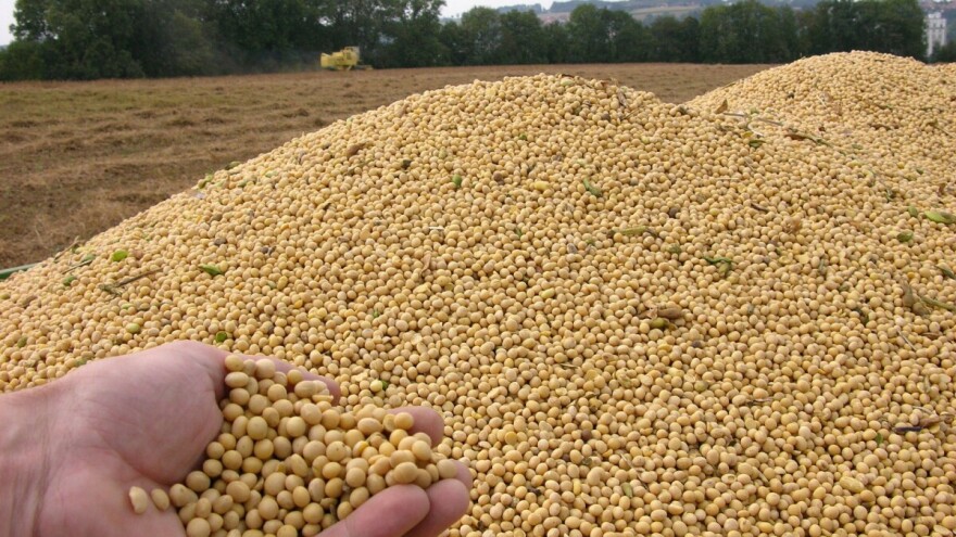 Proteinska bomba, RWA soja LENKA, najbolja je u pokusu Ministarstva poljoprivrede
