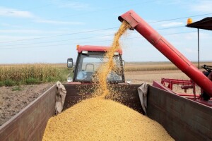 Prijaviti svaku osnovanu sumnju na GMO uzgoj!