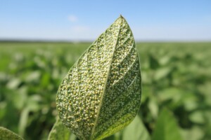 Soju napada koprivina grinja