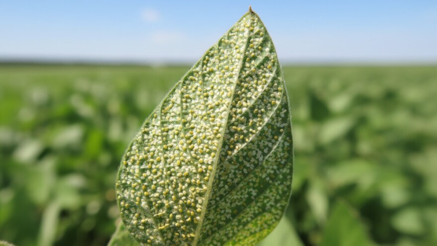 Soju napada koprivina grinja