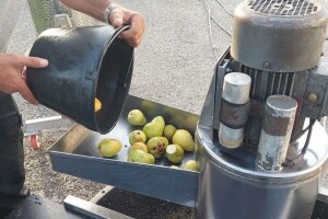 Sok od krušaka je najljepši kada ga sami pripremate - kako to uraditi?
