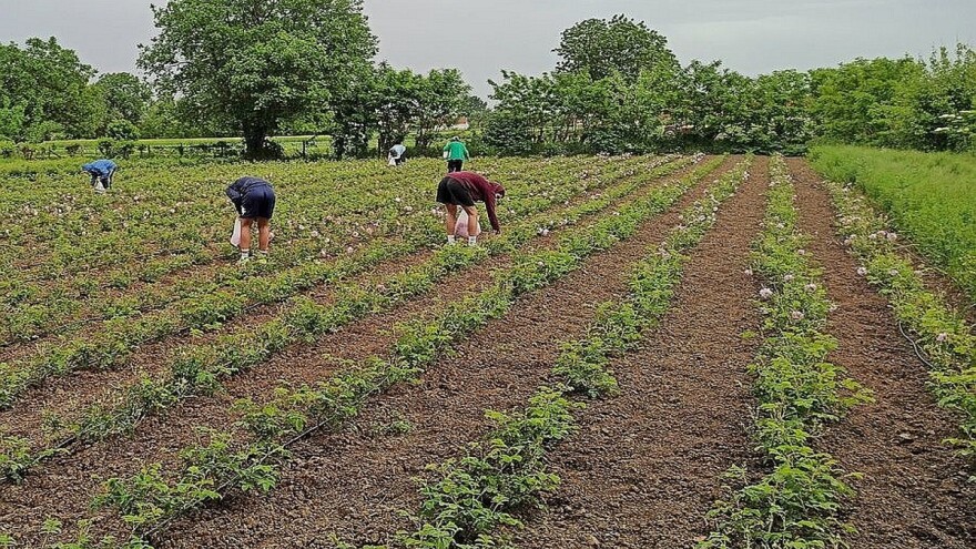 Po porodičnoj recepturi proizvode sok od ruže i planiraju ga plasirati i u region