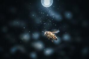 Šokantno otkriće: Parazitske mušice ubijaju pčele!