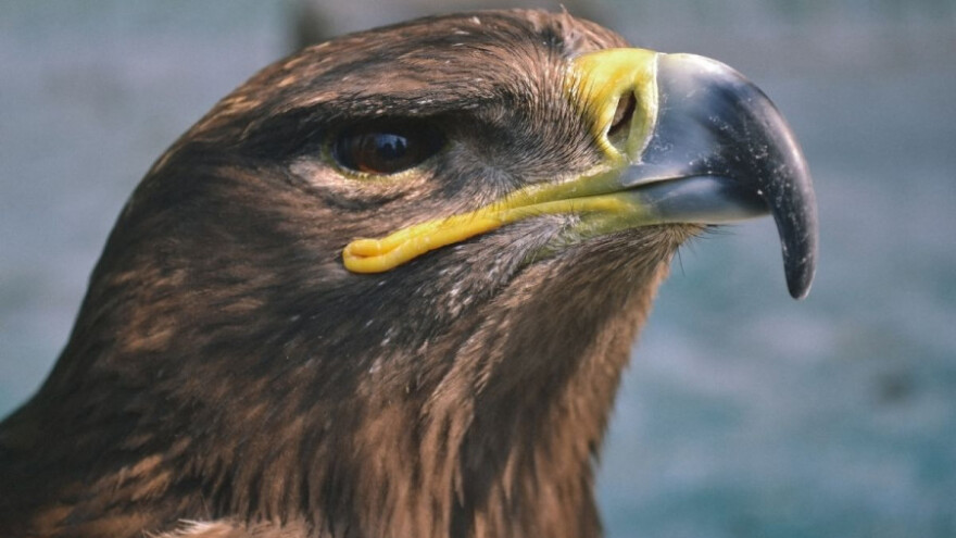 Želite položiti sokolarski ispit?